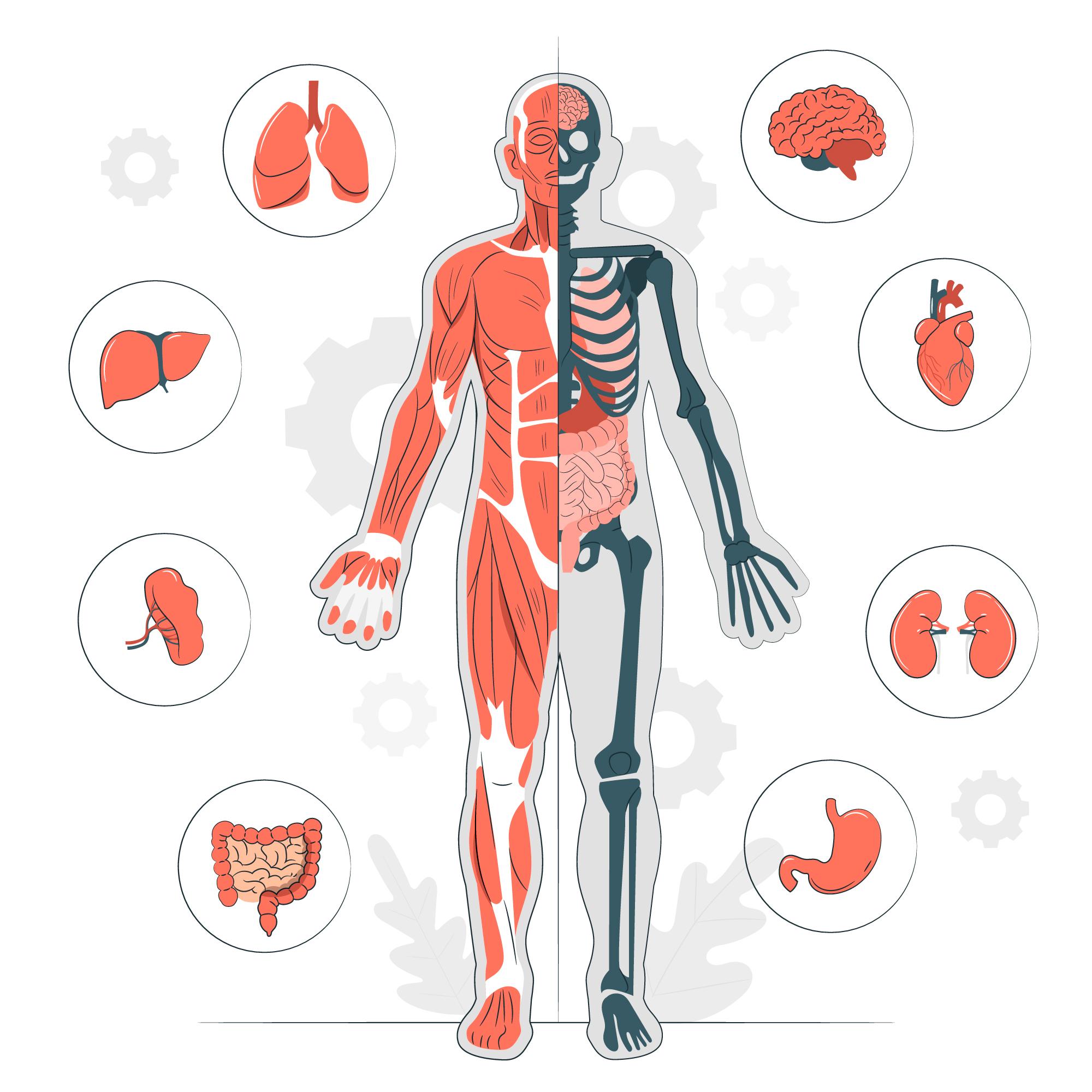 anatomy